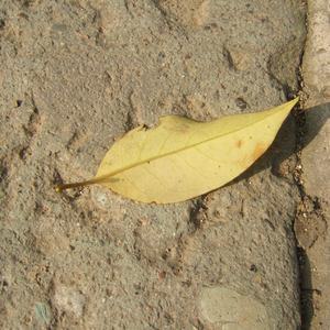 国产素人在线观看
